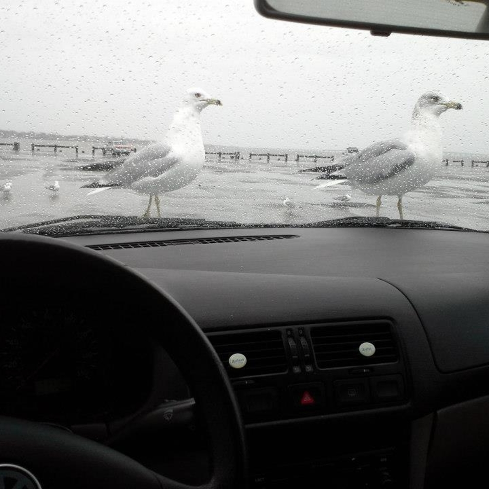 Meet your Posher, Sultan